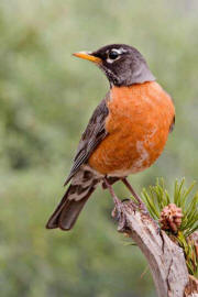 American Robin American Robin