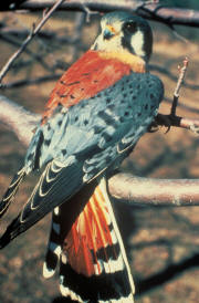 American Kestrel American Kestrel