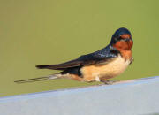 Barn Swallow Barn Swallow