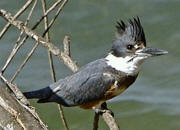 Belted Kingfisher Belted Kingfisher