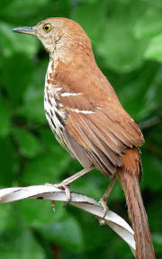 Brown Thrasher Brown Thrasher