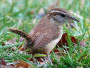 Carolina Wren Carolina Wren