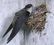 Chimney Swift Chimney Swift