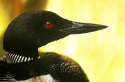 Common Loon Common Loon