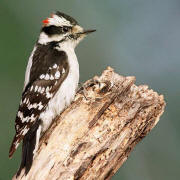 Downy Woodpecker Downy Woodpecker