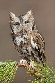 Eastern Screech Owl Eastern Screech Owl