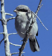 Loggerhead Shrike Loggerhead Shrike