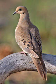 Mourning Dove Mourning Dove