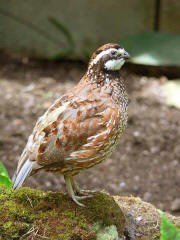 Northern Bobwhite Northern Bobwhite