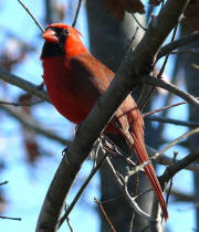Northern Cardinal Northern Cardinal