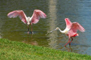 Roseate Spoonbill Roseate Spoonbill