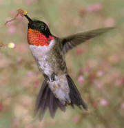Ruby-throated Hummingbird Ruby-throated Hummingbird