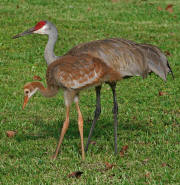 Sandhill Crane Sandhill Crane
