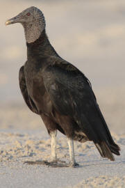 Black Vulture Black Vulture