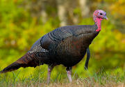 Wild turkey Wild turkey