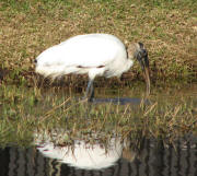 Wood Stork Wood Stork