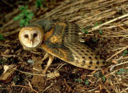 Barn Owl Barn Owl