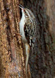 Brown Creeper Brown Creeper
