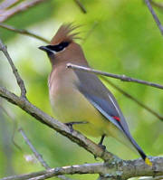 Cedar Waxwing Cedar Waxwing