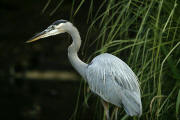 Great Blue Heron Great Blue Heron