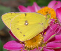 Cloudless Sulphur Cloudless Sulphur